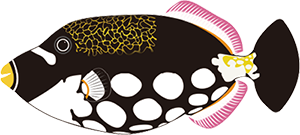 モンガラカワハギ