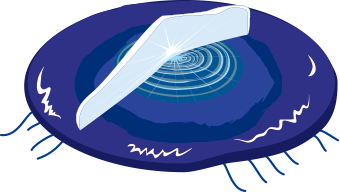 カツオノカンムリ