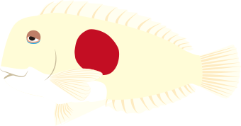 ヒノマルテンス